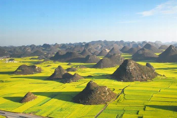 campos de flores colza luoping china