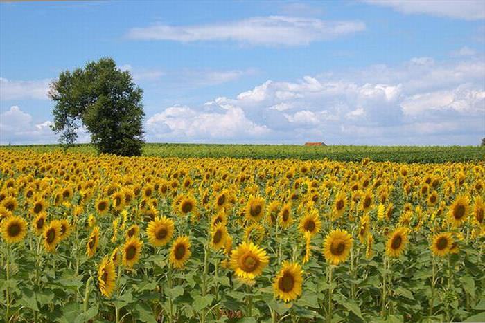 campos de flores girassóis