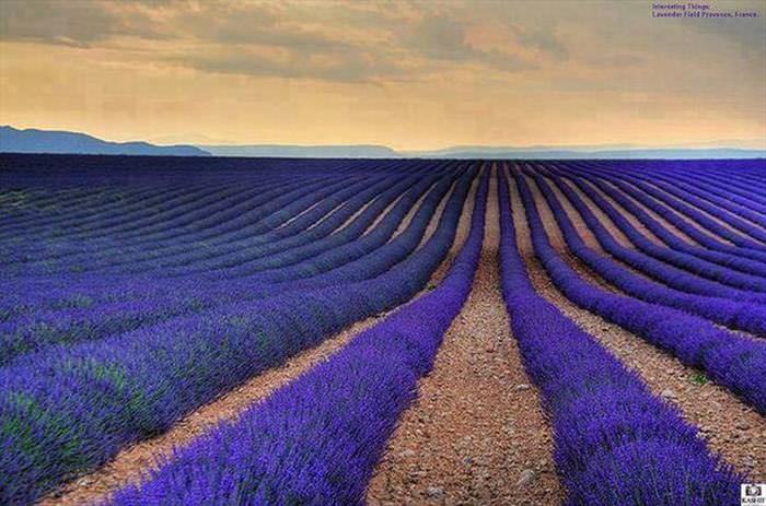 lavanda na frança