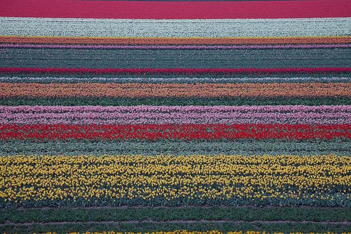 campos de flores tulipas