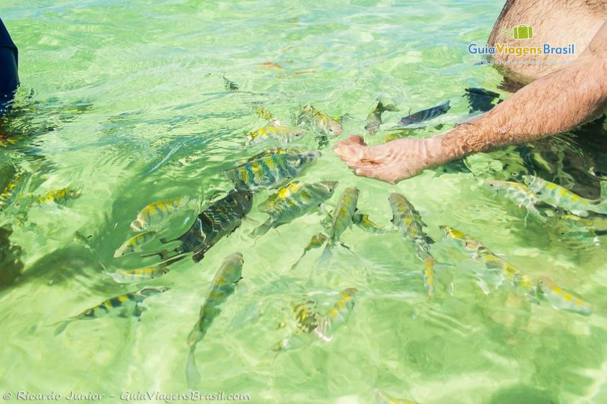 caribe brasileiro