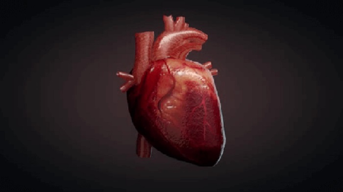 No Dia do Cardiologista, saiba como diagnósticos precisos ajudam a cuidar do seu coração