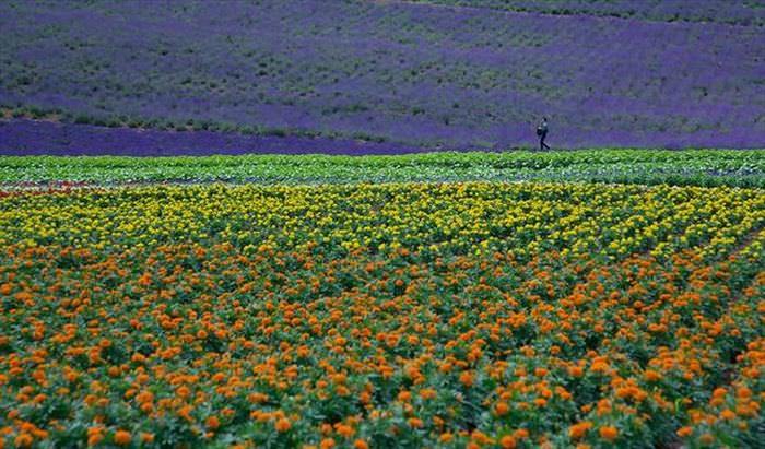 flores em hokkaido