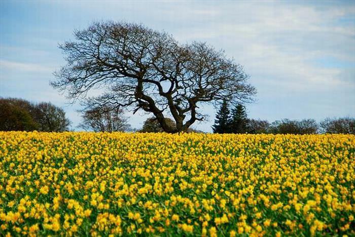 narcisos no país de gales