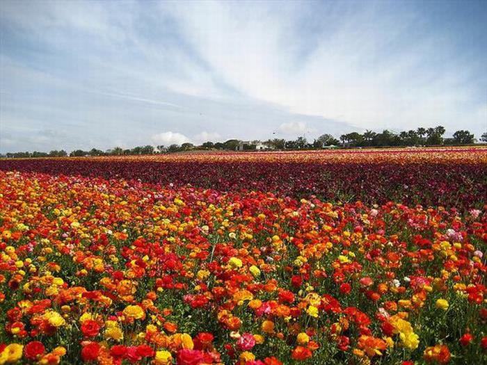 campos de flores em carlsbad califórnia