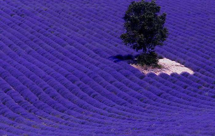 provença frança roxo