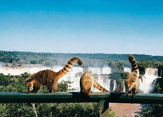 quatis das cataratas