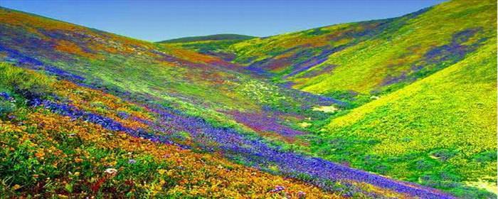 campos de flores vale das flores índia