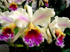 Como cultivar Orquídeas!