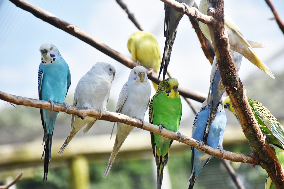Como Atrair Pássaros Para Seu jardim